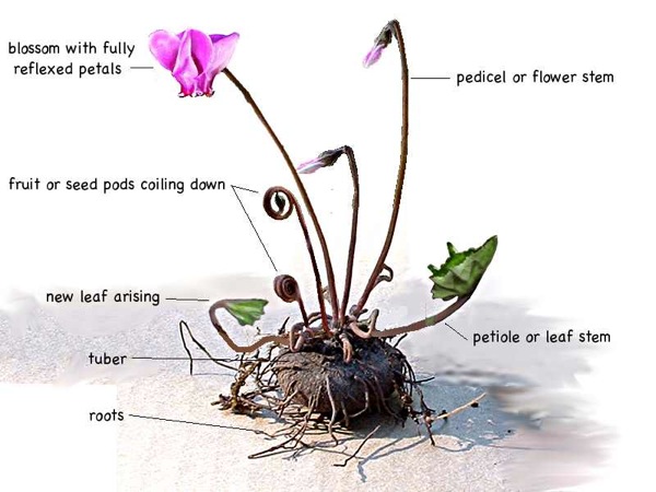 Parts of the cyclamen plant.
