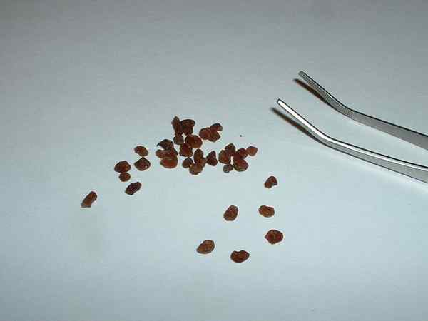 Seeds of Cyclamen.