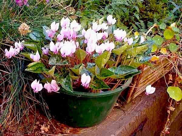Potted Cyclamen hederifolium.