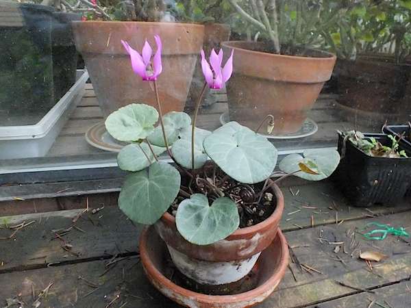 Potted Cyclamen purpurascens a Hardy Cyclamen that blooms in late spring.